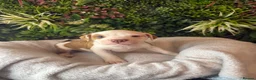 Mixed Breed dogs for sale: Old tyme American bullys - Advert 5