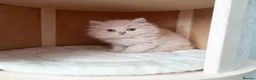 British Shorthair cats for sale: British Shorthair Males & Females in Leicester - Advert 15