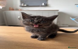 Maine Coon cats for sale: Maine Coon X Ragdoll Kittens 🐱 - Image 8
