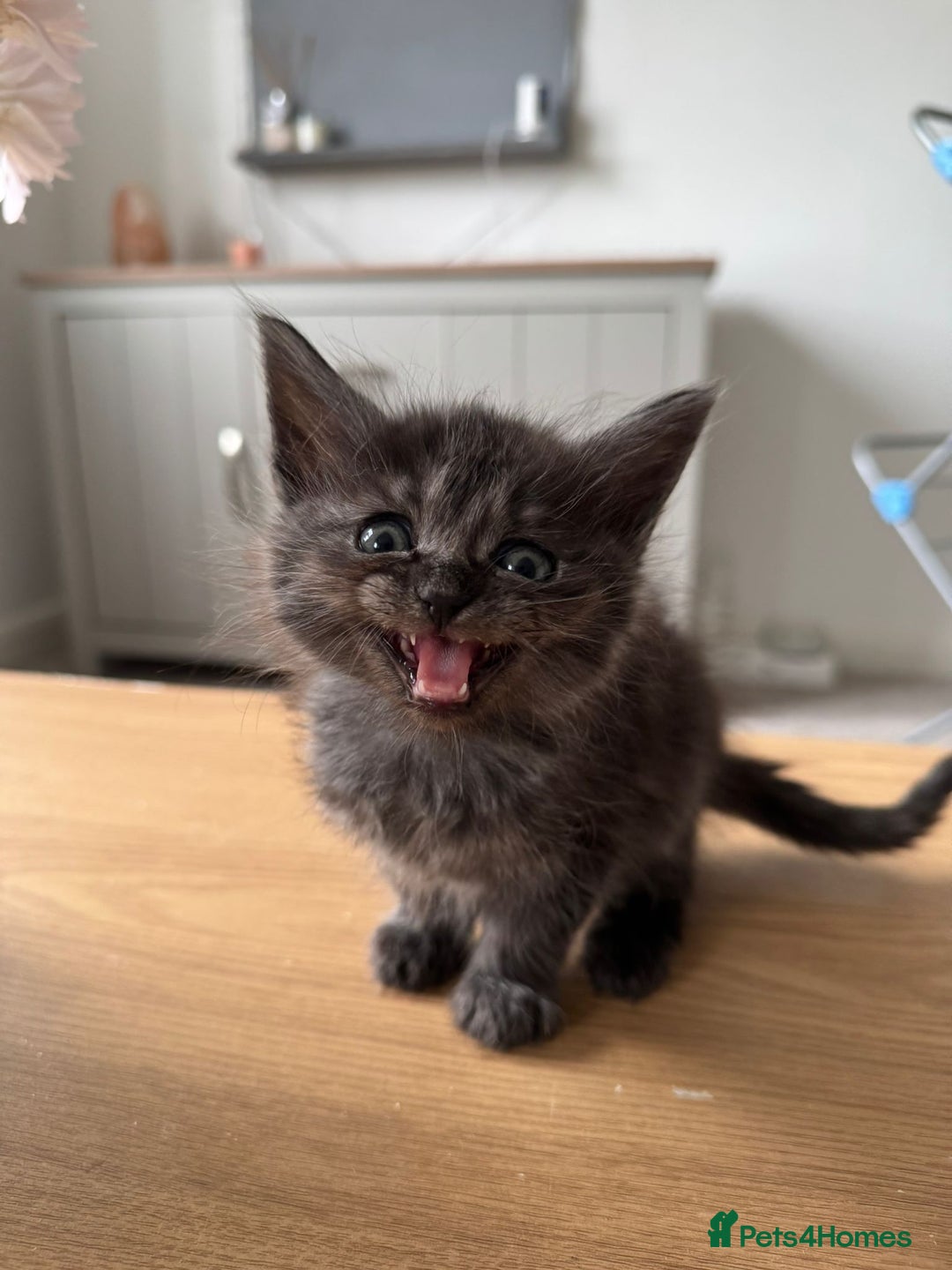 Maine Coon cats for sale: Maine Coon X Ragdoll Kittens 🐱 - Image 8