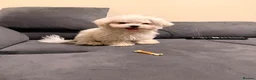 Maltese dogs for sale: Maltese puppy for sale  - Advert 4