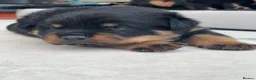 Rottweiler dogs for sale:     Premium KC Registered Rottweilers - Advert 4