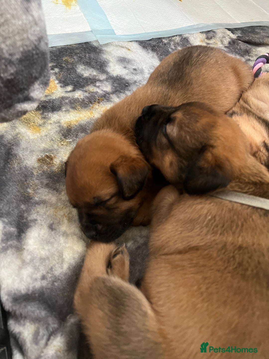Mixed Breed dogs for sale: STAFFWEILERS LAST 2 GIRLS e Cream and d CARRIERS - Image 17