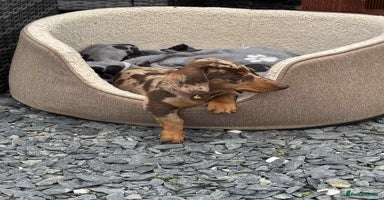 Dachshund dogs - Advert 3