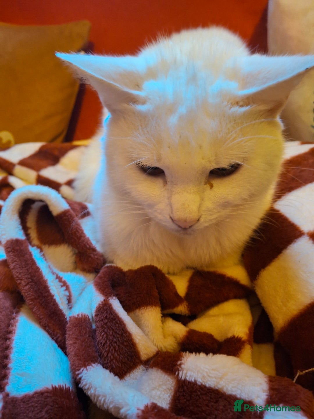 American Shorthair cats for sale: Cats for sale Maycoon Cross Bread - Image 7
