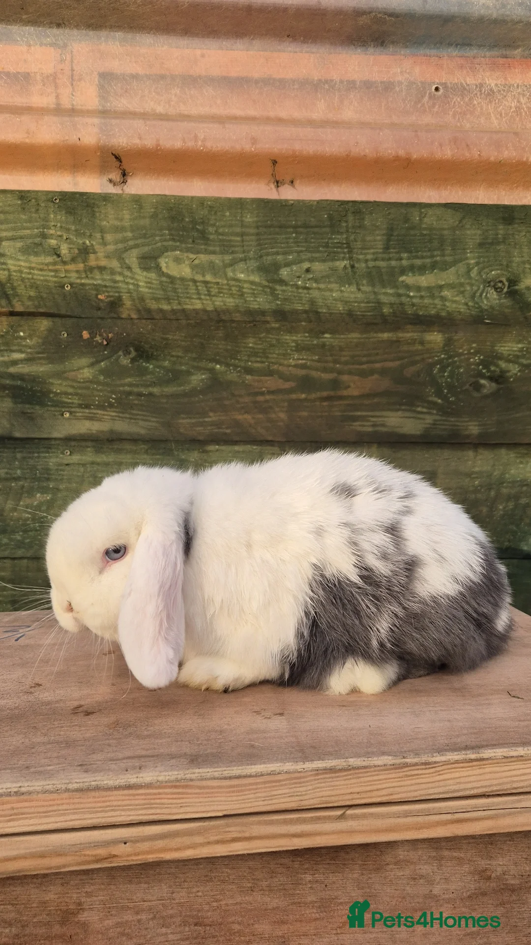 Mini Lop rabbits for sale: Mini lop boys  - Advert 1