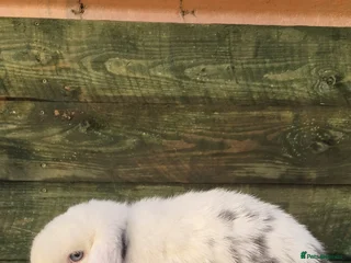 Mini Lop rabbits Mini lop boys - Advert 1