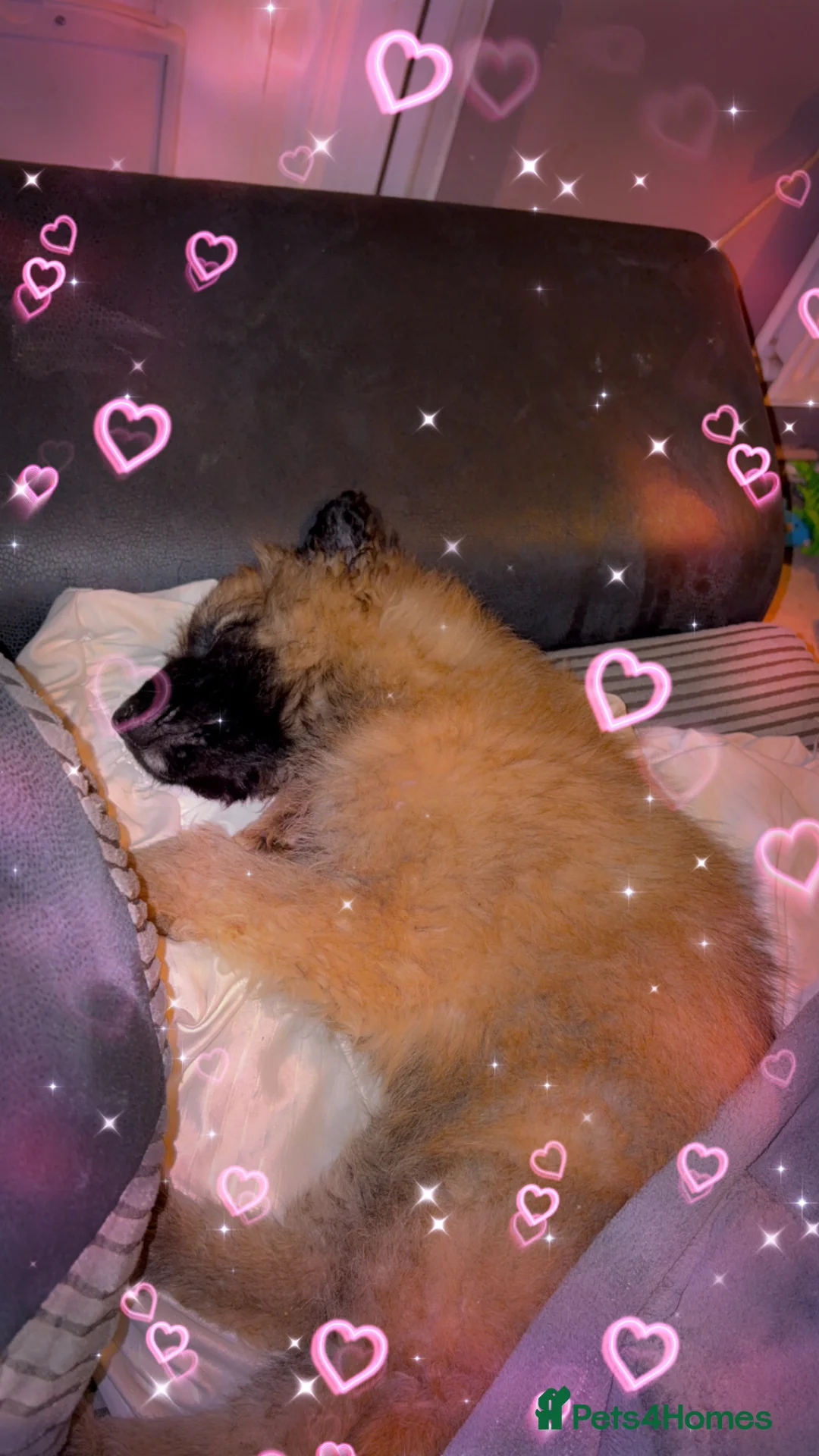 German Shepherd dogs for sale: Male German shepherd pup - Advert 2