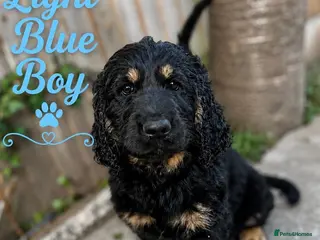 Goldendoodle dogs Ready to go F1 Standard Goldendoodle Puppies Large - Advert 5