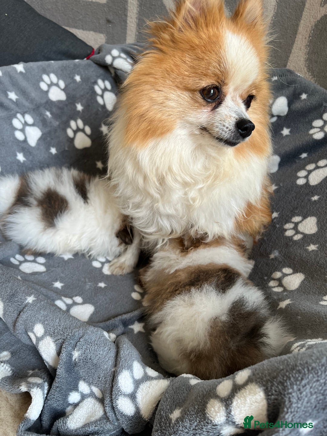 Pomeranian dogs for sale: Fluffy Pomeranian puppies - Image 9