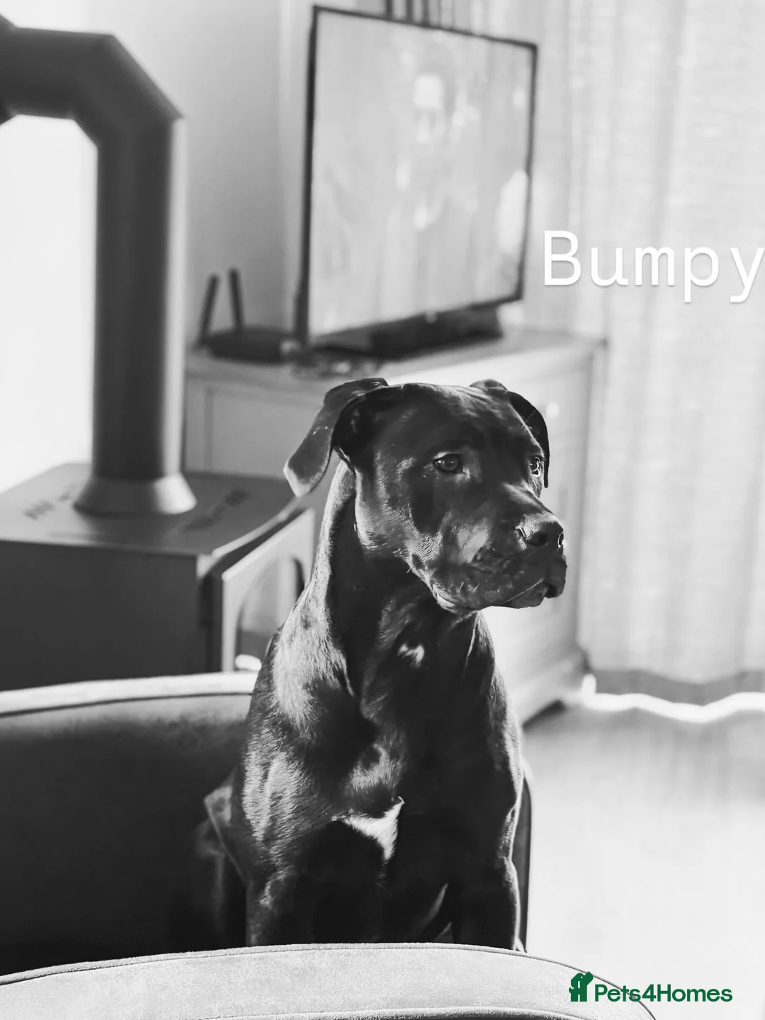 Cane Corso dogs for sale: 🐶 Cane Corso Puppies – Both Parents Family Pets – in Stockport - Advert 9