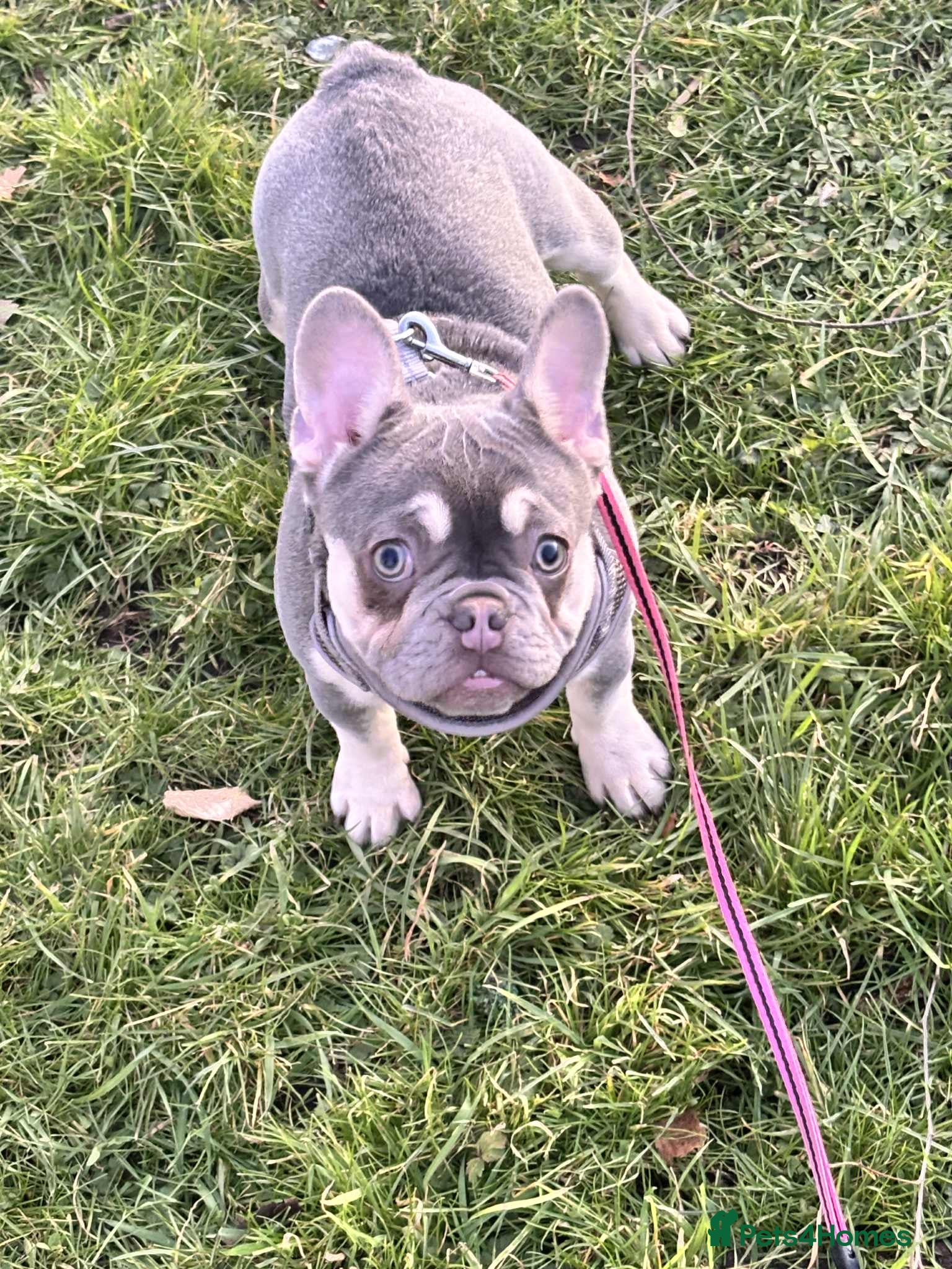 French Bulldog dogs Minnie the French bull dog  - Advert 1