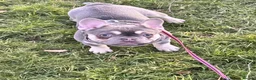 French Bulldog dogs for sale: Minnie the French bull dog  - Advert 1