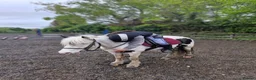 Irish Cob horses for sale: Bindi the unicorn - Advert 7