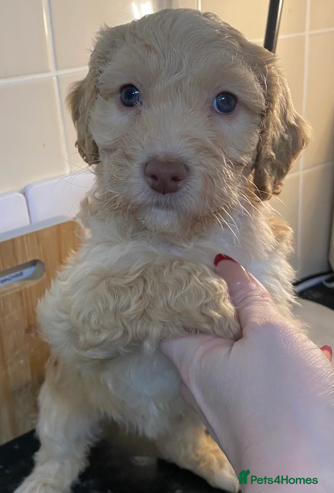Cockapoo dogs for sale: Beautiful F2 Cockapoo puppies 🏡🐶  - Advert 10