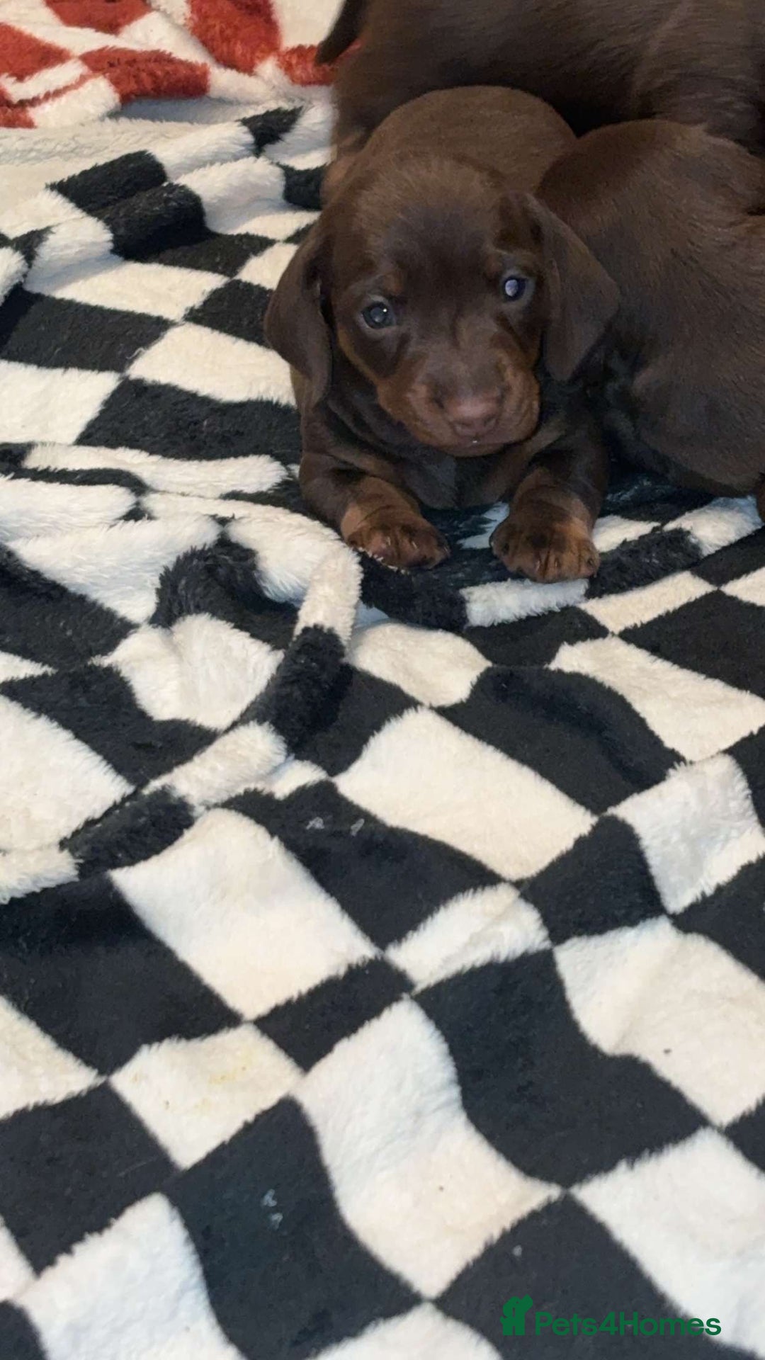Miniature Dachshund dogs for sale: Our chocolate and tan pups  - Advert 10