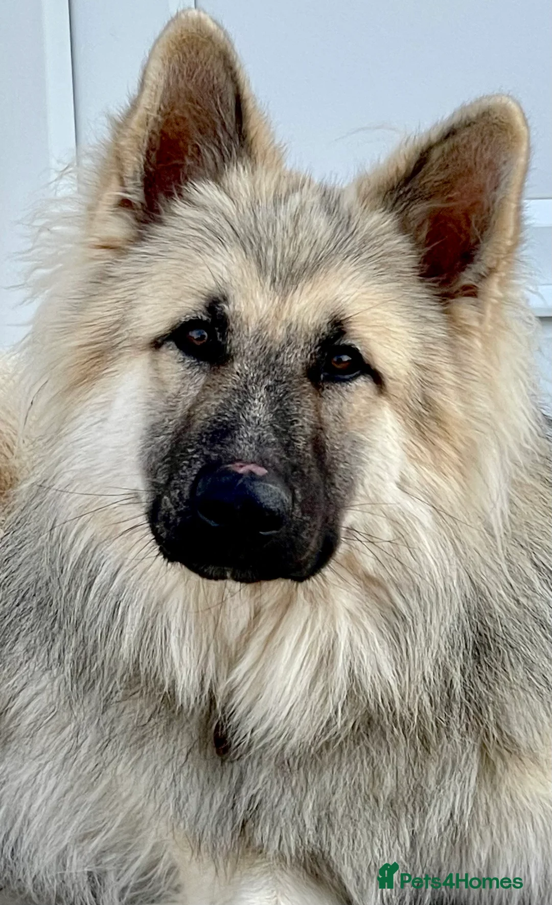 German Shepherd dogs for stud: FOR STUD. CREAM SABLE. LONG COATED. HEALTH TESTED in Royston - Advert 3