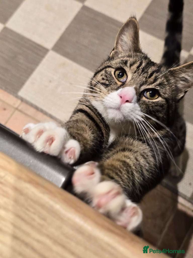 Mixed Breed cats Moses - Advert 1