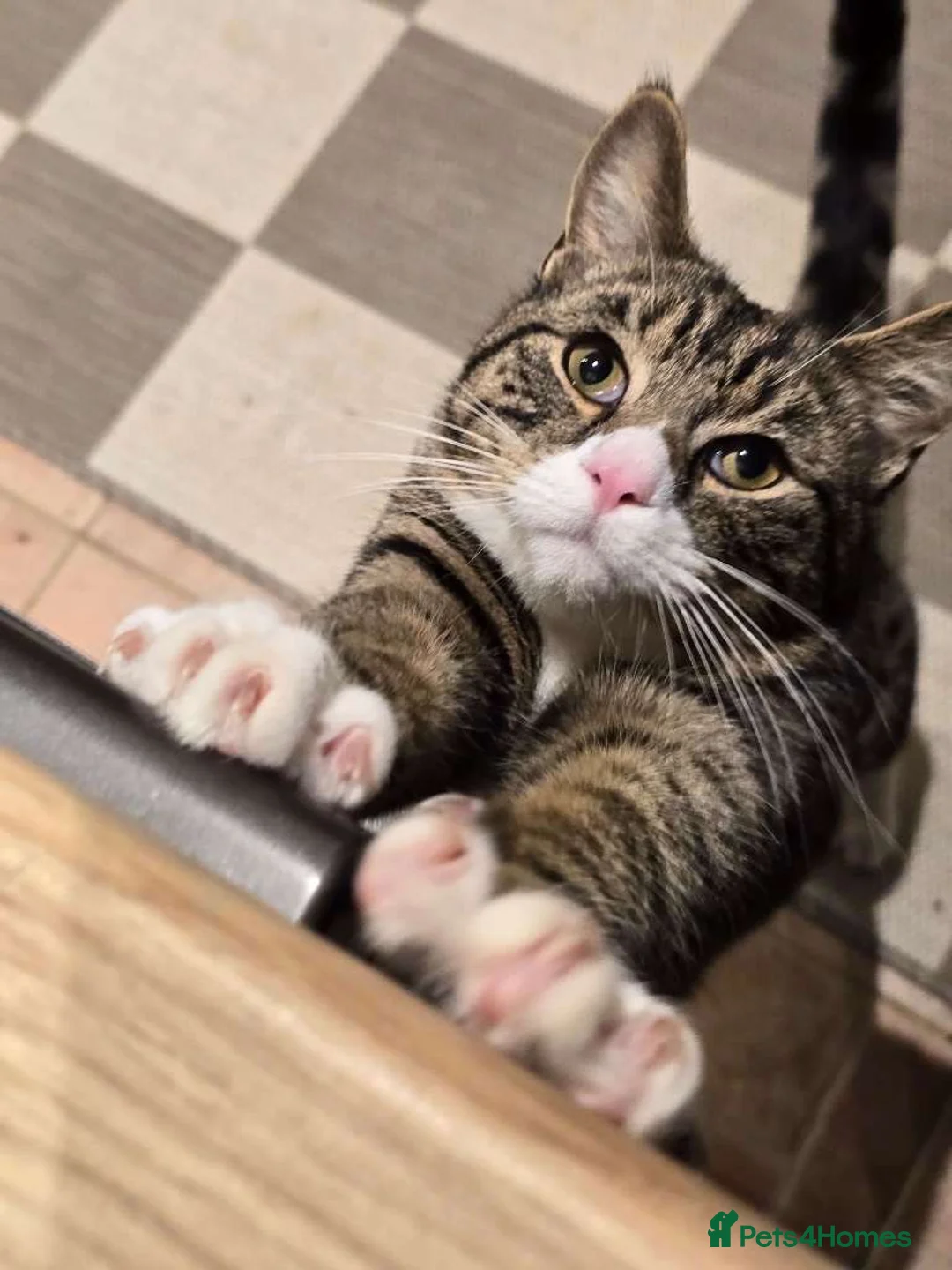 Mixed Breed cats for sale: Moses - Advert 1