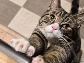 Mixed Breed cats Moses - Advert 1