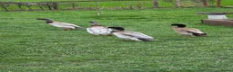 Ducks poultry for sale: 3 male runner ducks  - Advert 5