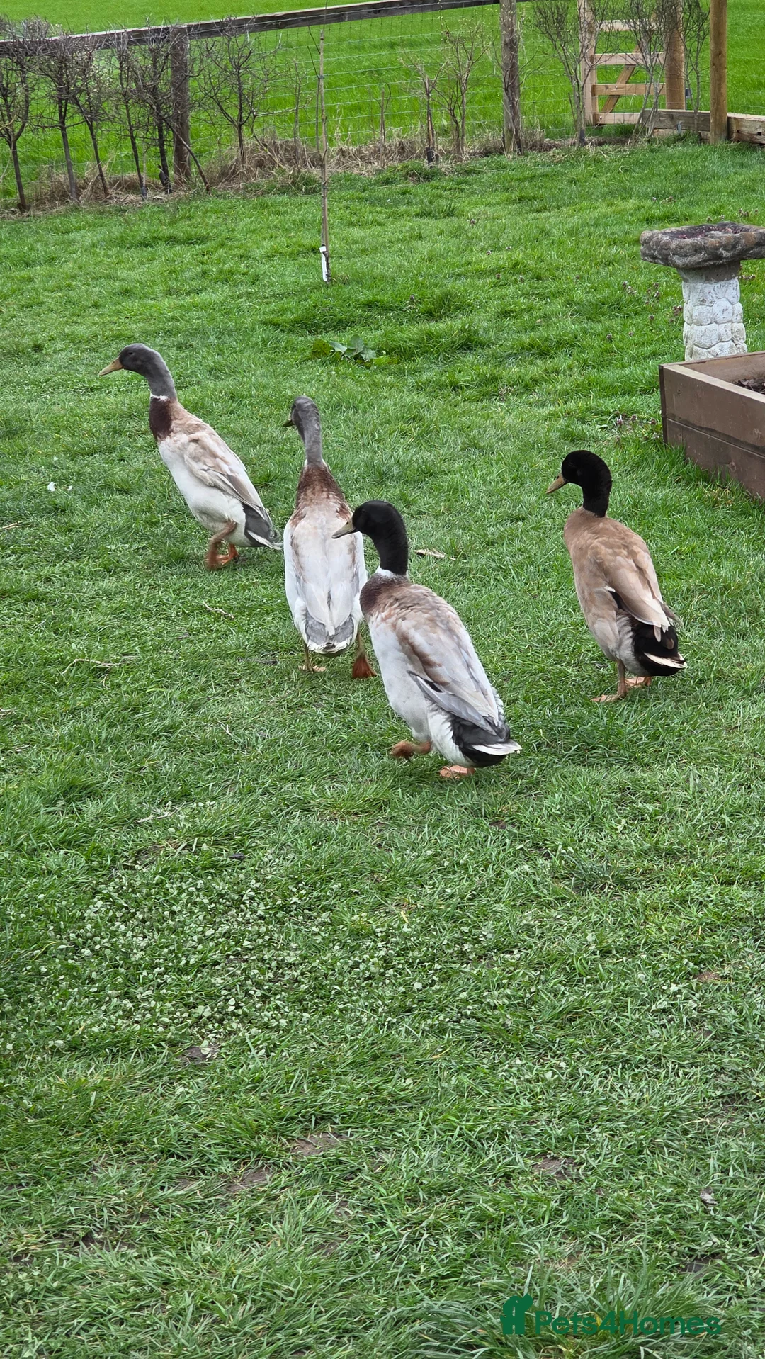 Ducks poultry for sale: 3 male runner ducks  - Advert 5