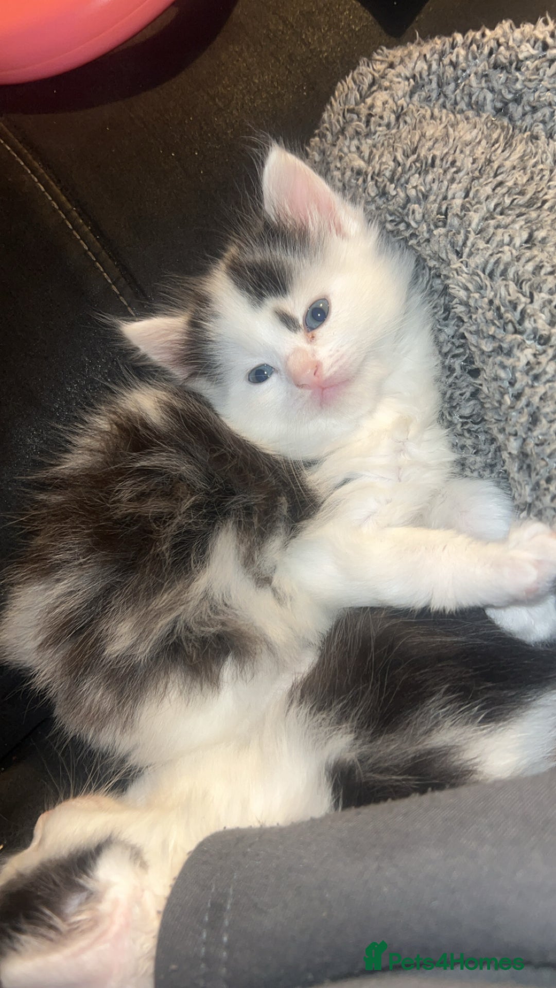 Ragdoll cats for sale: Half Ragdoll Kittens  - Image 5