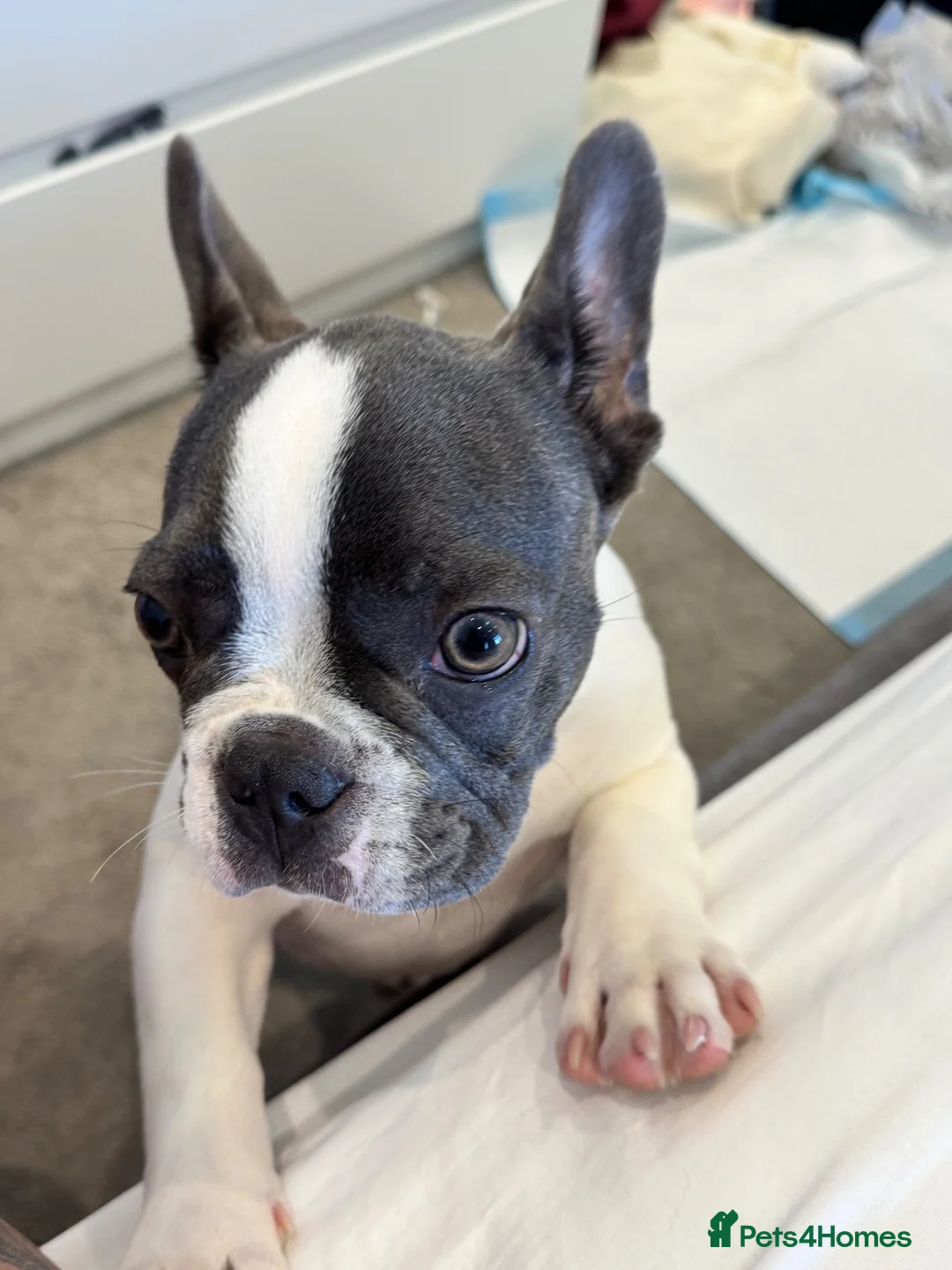 French Bulldog dogs for sale: French Bulldog puppy looking for a loving new home - Advert 2