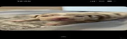 Staffordshire Bull Terrier dogs for sale: 3 beautiful Staffordshire bull terrier puppies - Advert 8