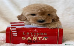 Cavapoo dogs for sale: Cavapoo *Licensed* Ready 2nd Dec. - Advert 4