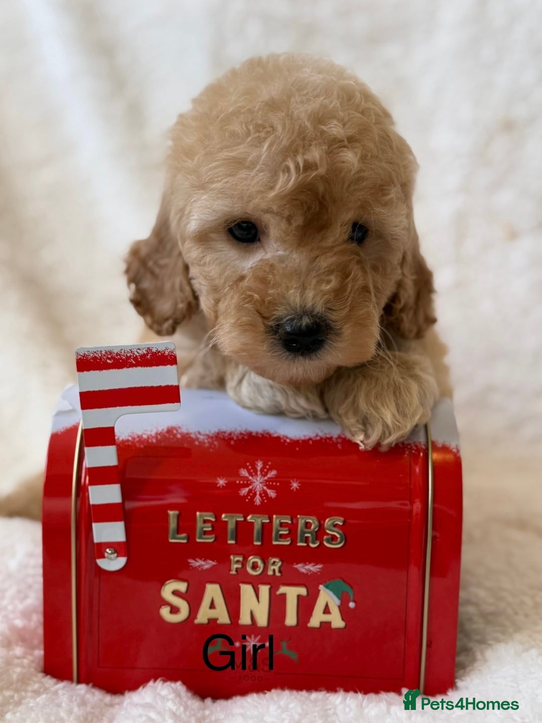 Cavapoo dogs for sale: Cavapoo *Licensed* Ready 2nd Dec. - Advert 4