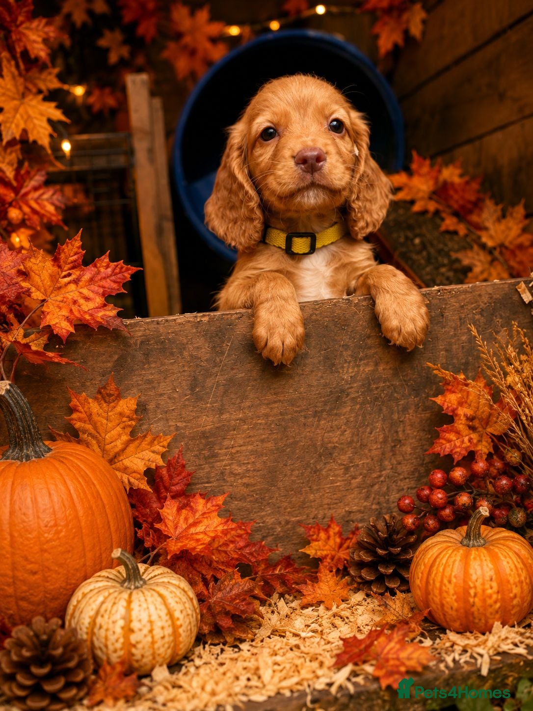 Cocker Spaniel dogs Gorgeous cocker spaniel puppie last male left  - Advert 1