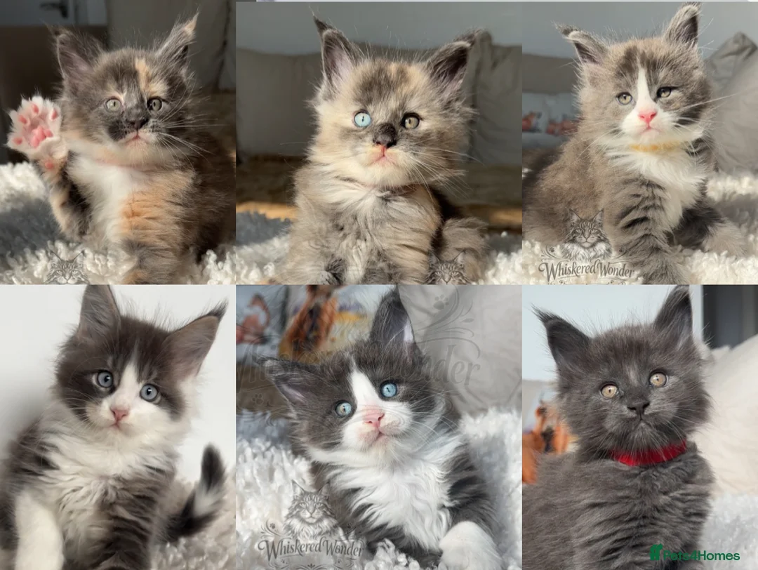Maine Coon cats for sale: Blue Eyed Maine Coon | Champion Lines - Advert 1