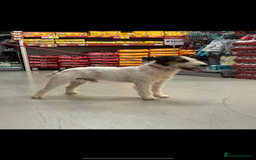 Lakeland Terrier dogs for sale: Lakeland terrier puppies  - Image 14