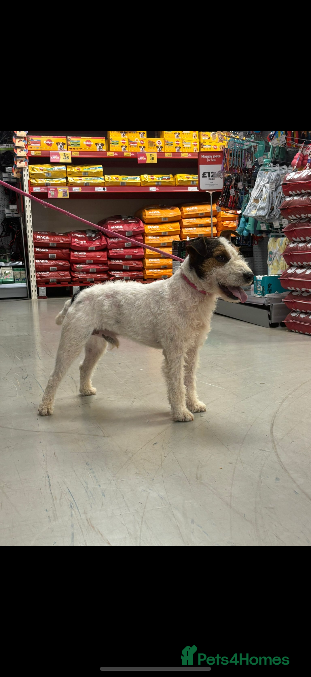 Lakeland Terrier dogs for sale: Lakeland terrier puppies  - Image 14