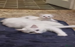 Mixed Breed cats for sale: Adorable Kittens looking for Their Forever Home - Image 15