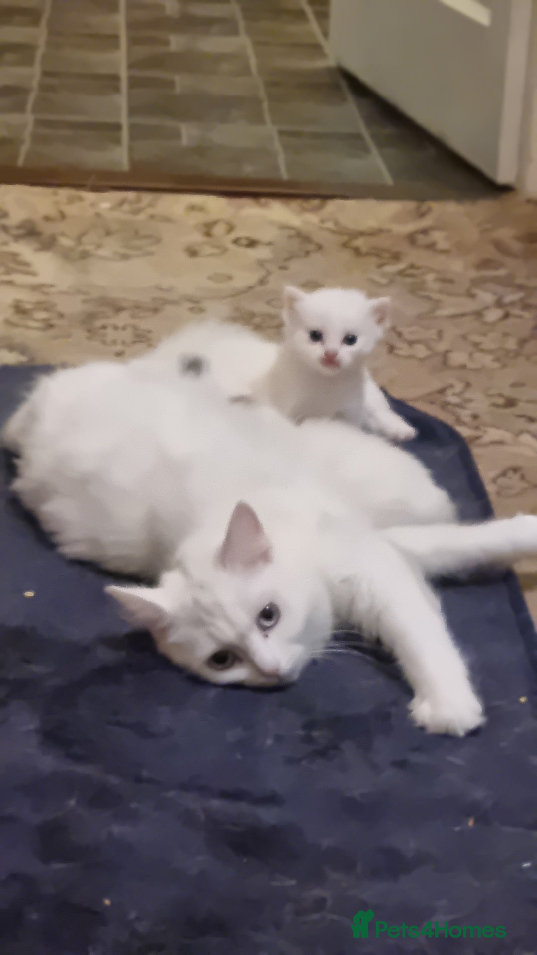 Mixed Breed cats for sale: Adorable Kittens looking for Their Forever Home - Image 15