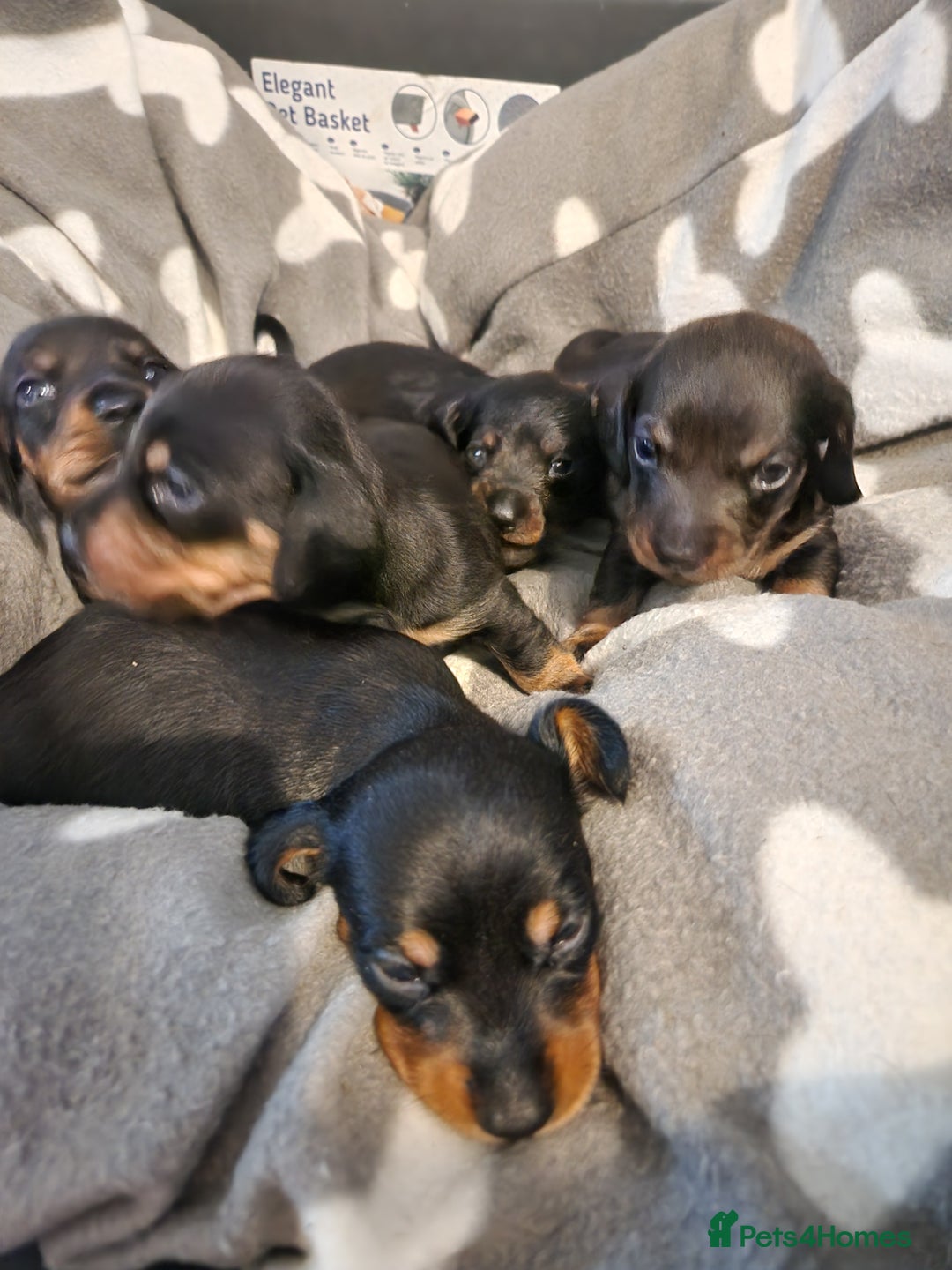 Miniature Dachshund dogs for sale: Full Miniature Dacshund Boy Puppies - Image 4