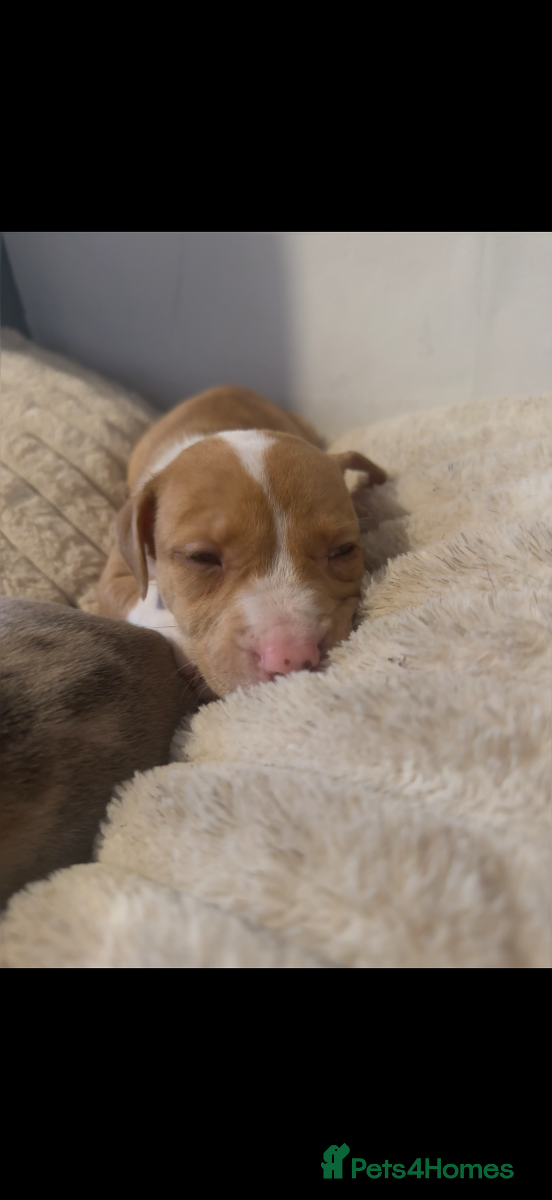 Mixed Breed dogs for sale: 7 Gorgeous Lurcher x Pocket Bully Pups  - Advert 20