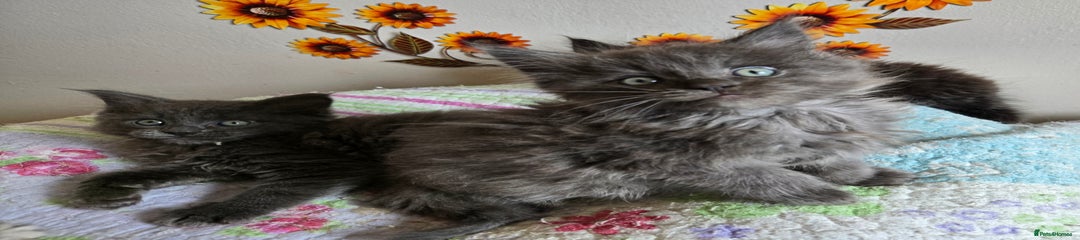 Maine Coon Kitten 3 Ky
