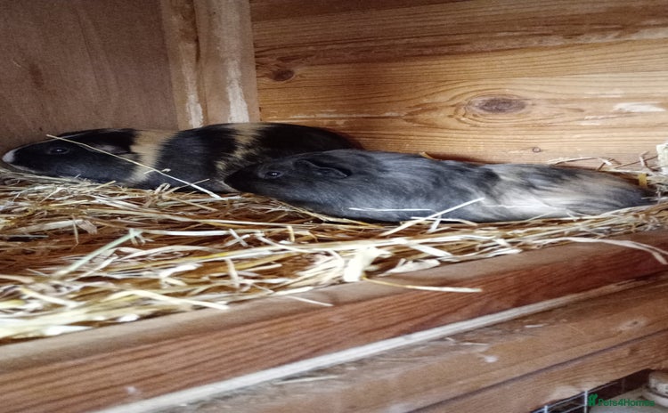 Guinea Pig rodents - Advert 4