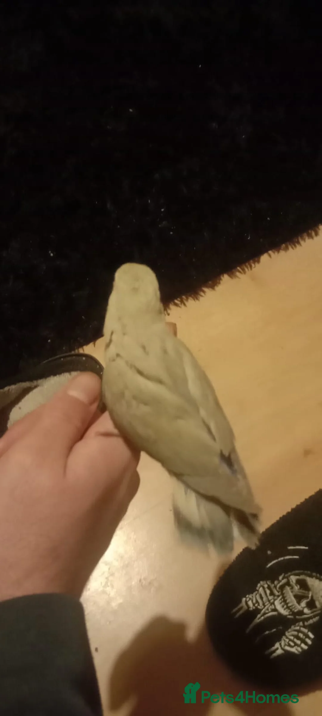 Lovebirds birds for sale: 8 tame lovebirds  - Advert 8