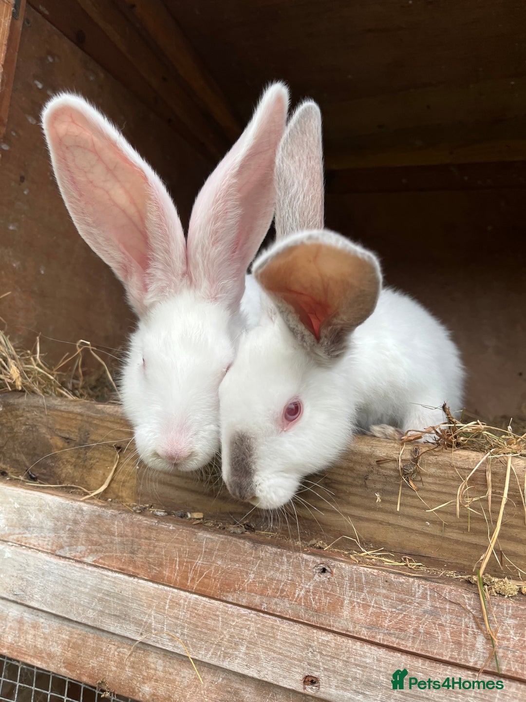 British Giant rabbits for sale: Rabbits for sale  - Image 2