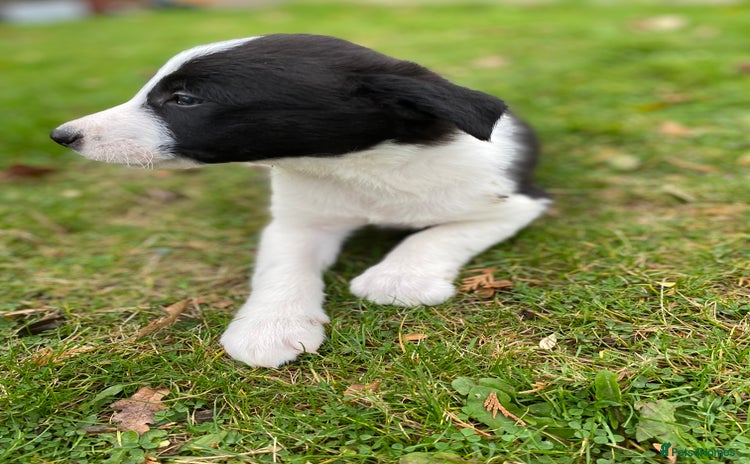 Border Collie dogs - Advert 15