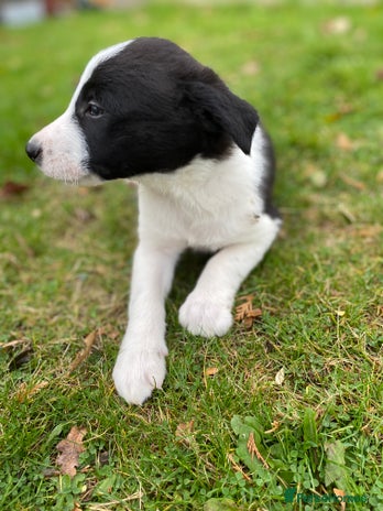 Border Collie dogs - Advert 2