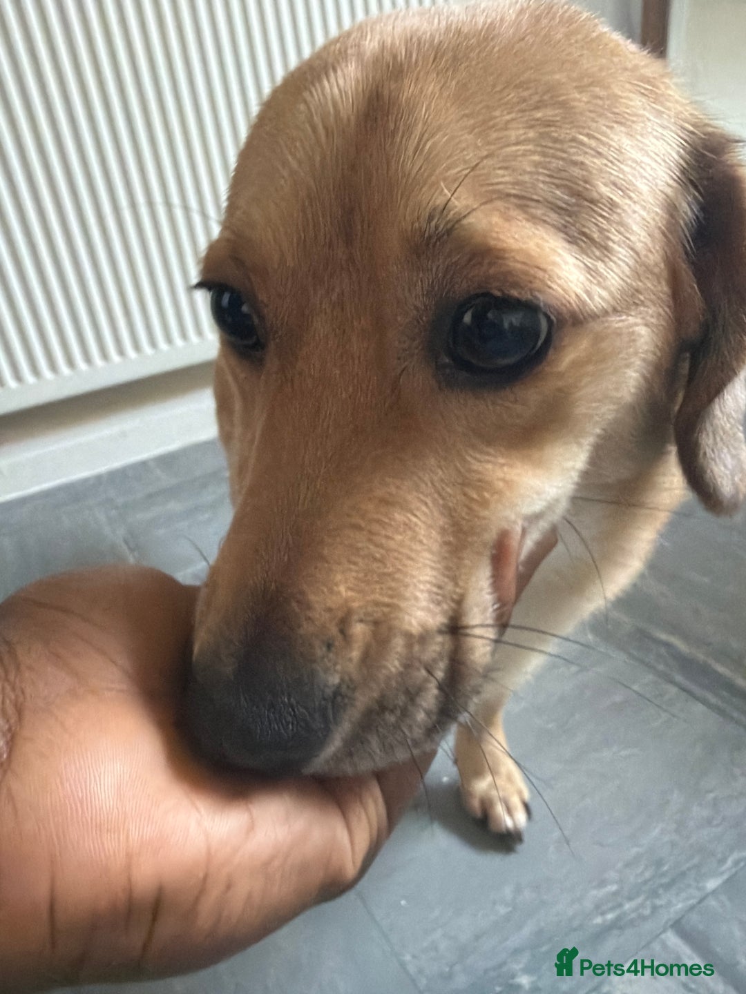 Mixed Breed dogs for sale: My JJ - Advert 3