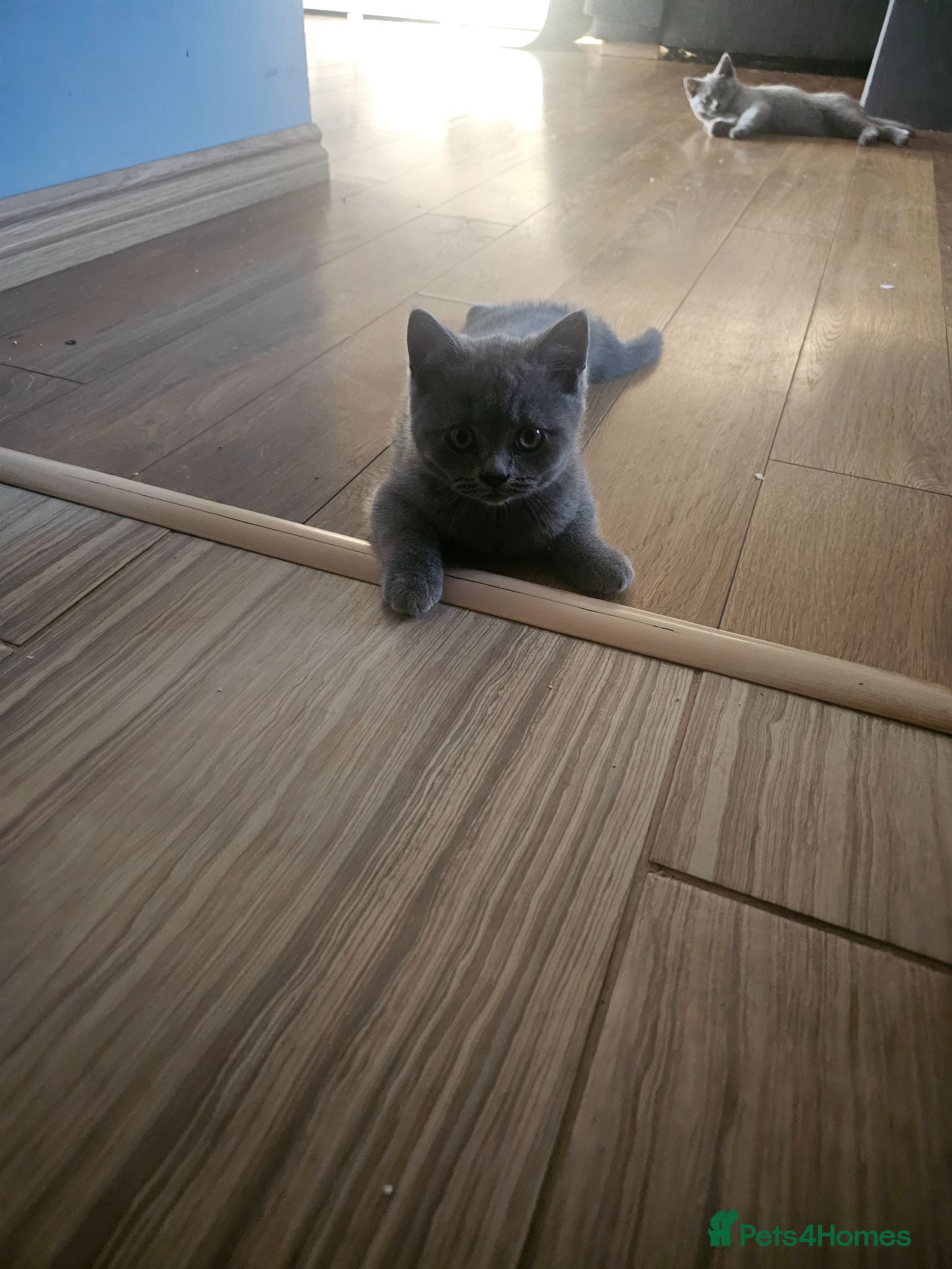 British Shorthair cats Simba - Advert 2