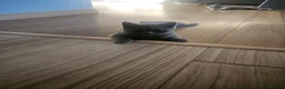 British Shorthair cats for sale: Simba - Advert 2