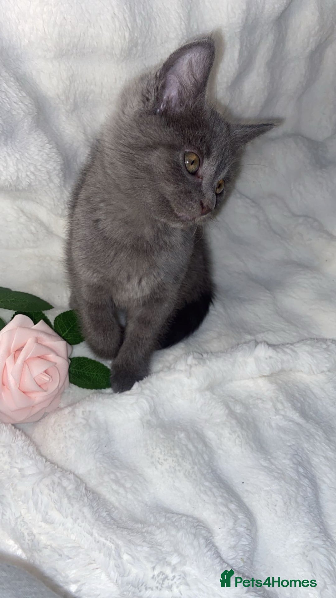 British Shorthair cats for sale: Cute British shorthair x sypnx kitten 9 weeks old - Advert 6