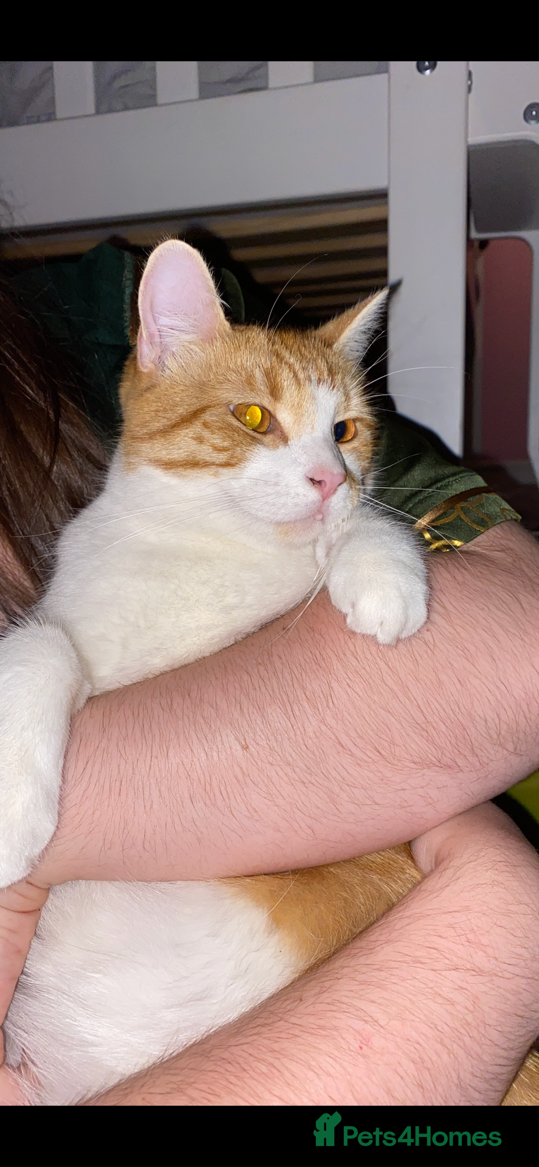 Mixed Breed cats for sale: Stumpy  - Advert 15